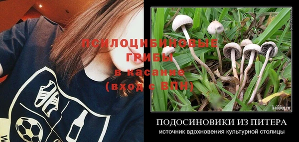 прущие грибы Волосово